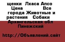 щенки  Лхаса Апсо › Цена ­ 20 000 - Все города Животные и растения » Собаки   . Архангельская обл.,Пинежский 